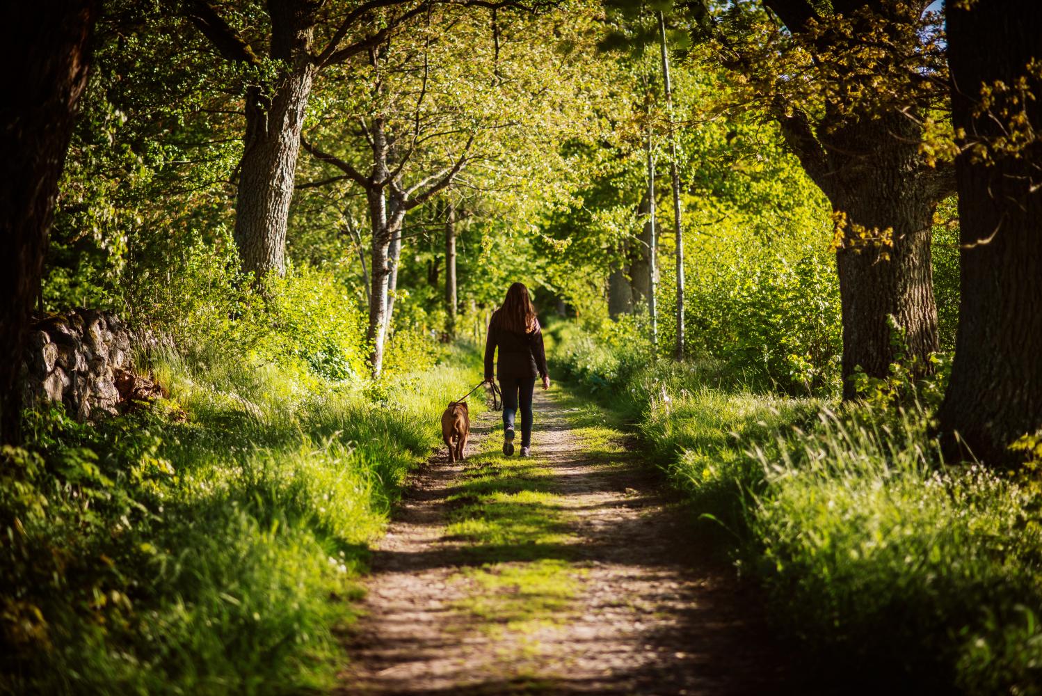 hund på promenad med kvinna