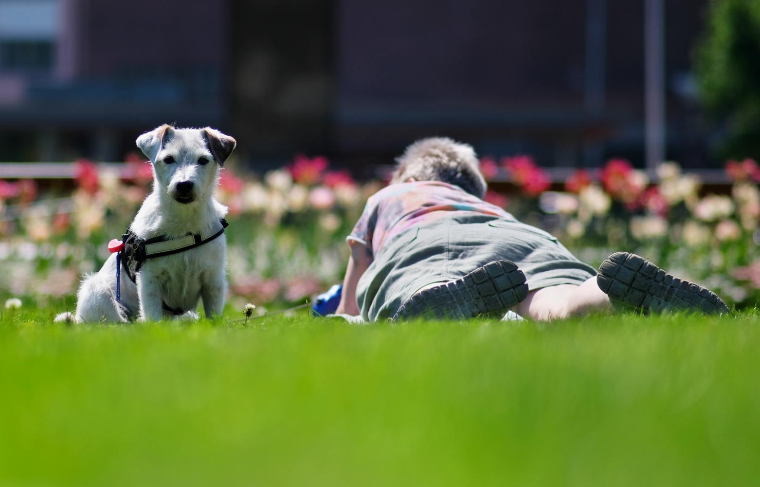 hund och man vilar i gräset