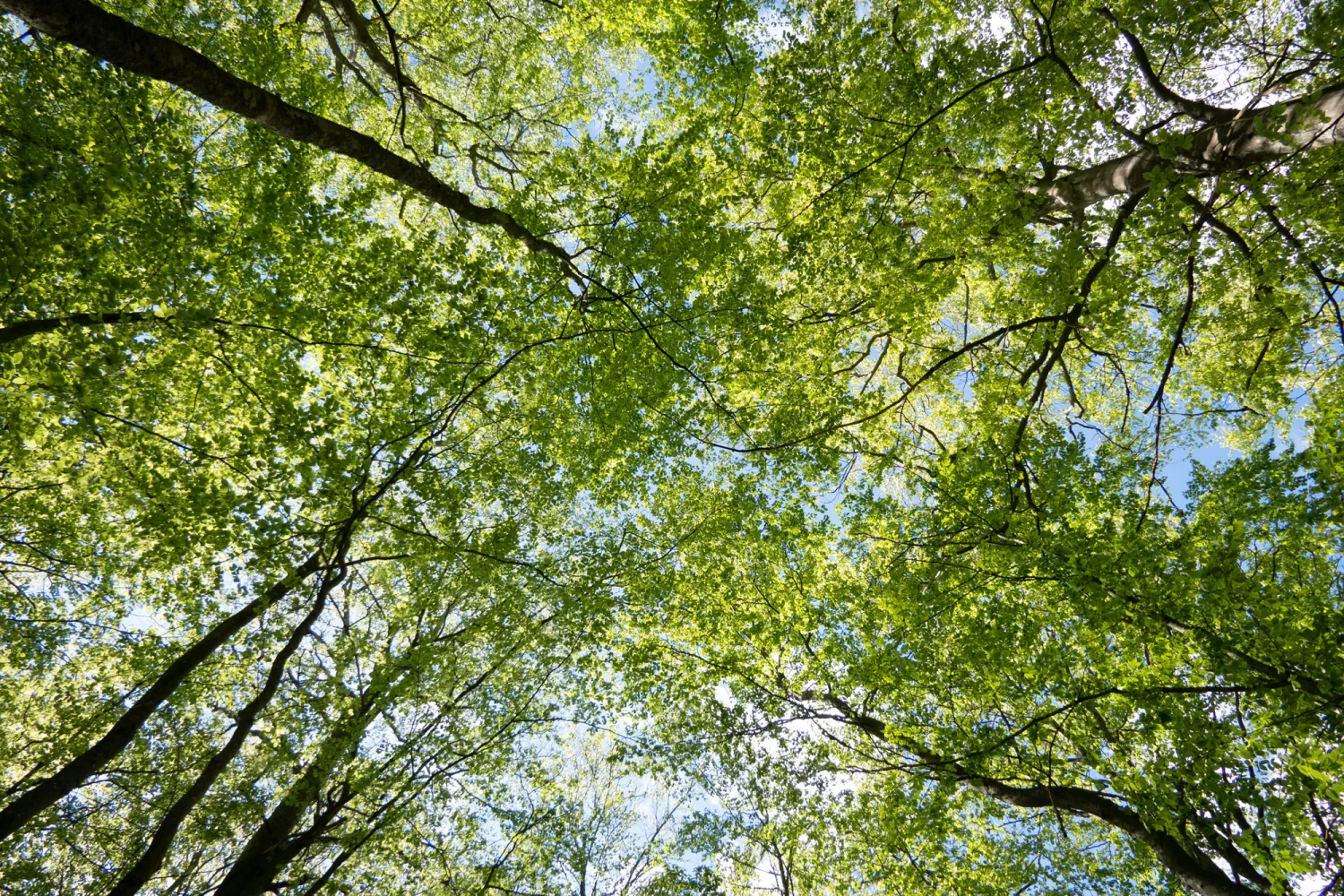 Bokskog