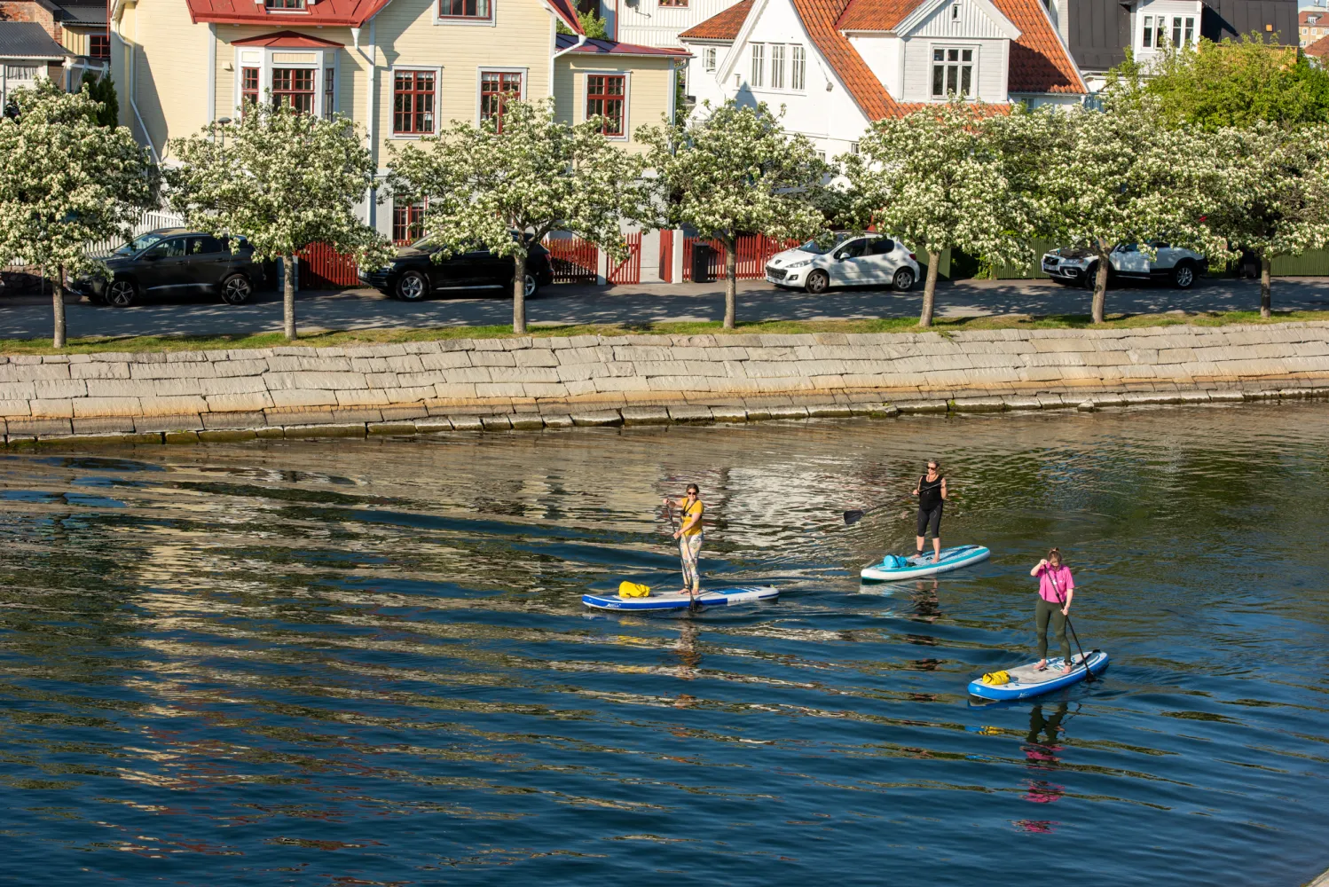 Tre paddlande kvinnor på SUP