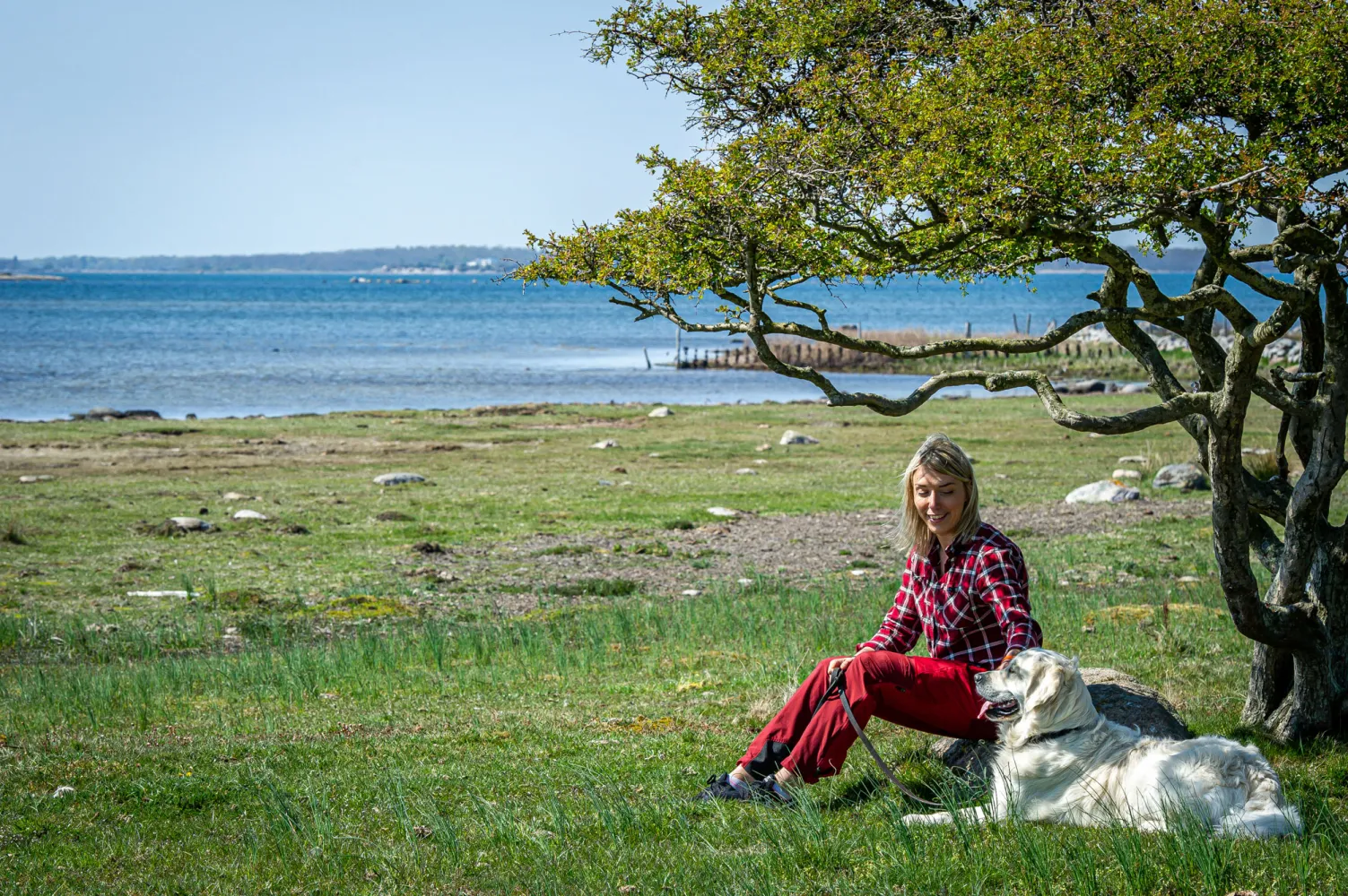 hund på promenad med kvinna