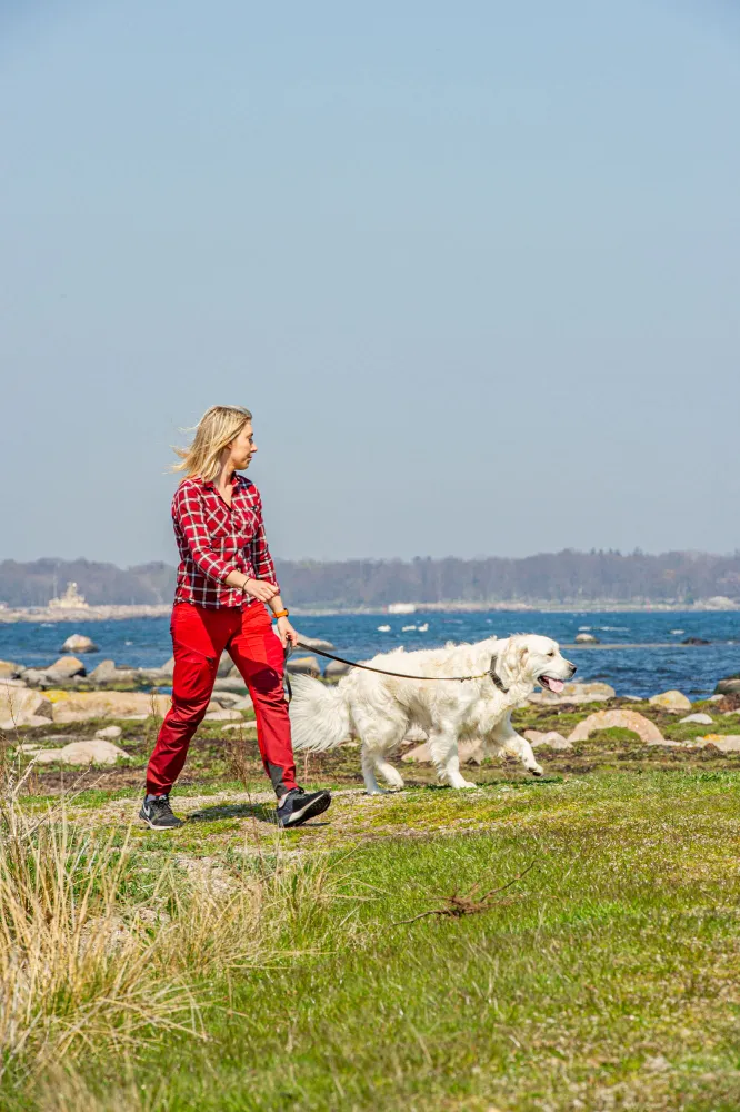 hund på promenad med kvinna