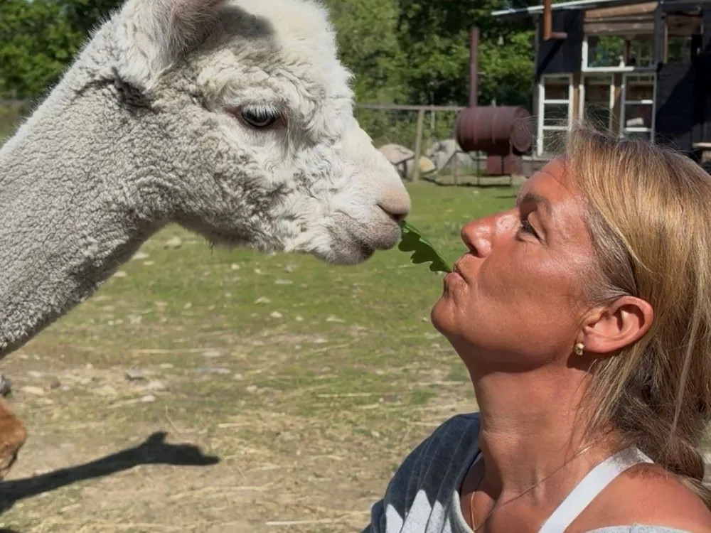 Yoga with Alpacas