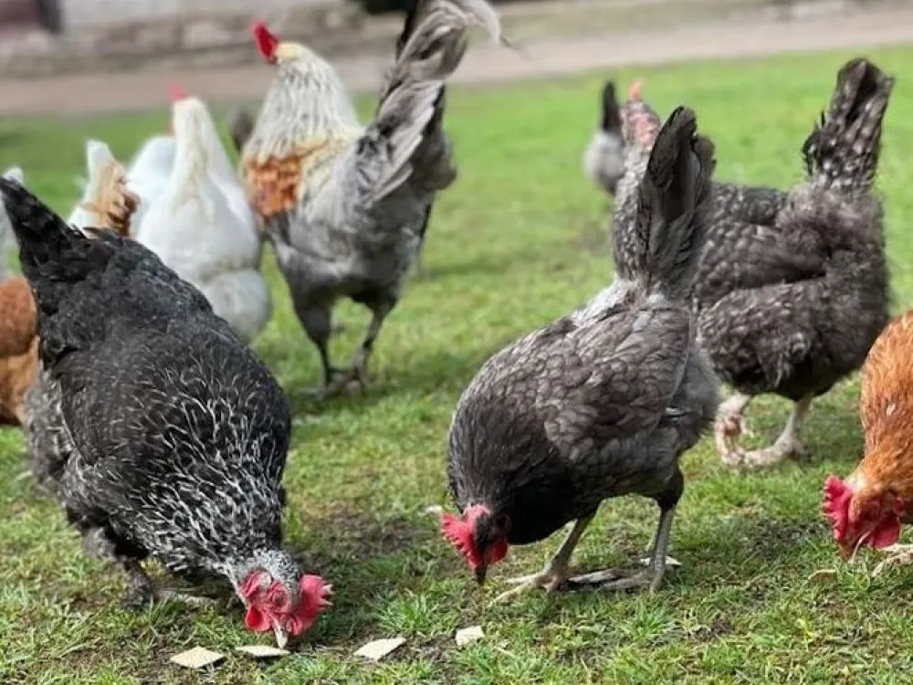 Gårdsbutik - Änghagen Gård