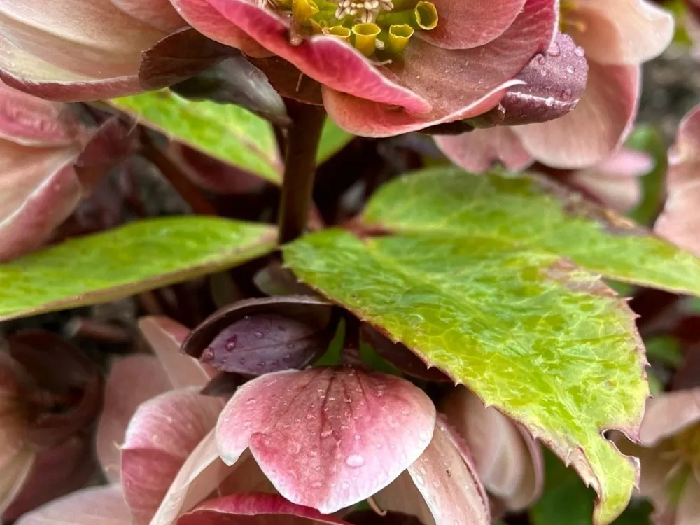 Torhamns konst och hantverk under Torhamns julmarknad