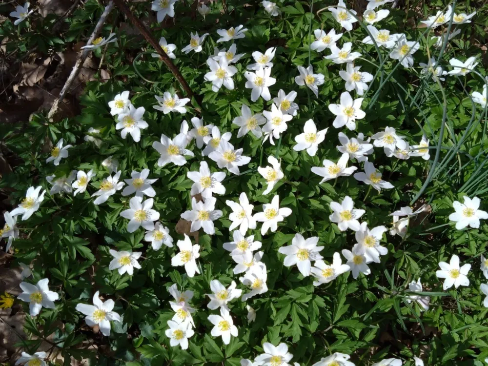 Naturdikt - Guided Tour at Tromtö