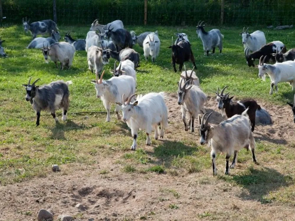 ÄlskaVår at Orranäs Gårdsmejeri