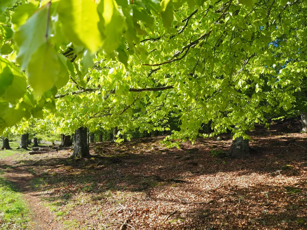 Naturdikt Tromtö