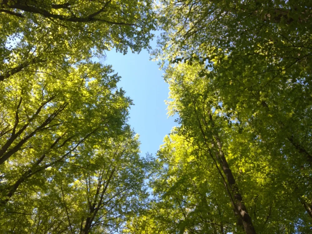 Guidad tur - Tromtö