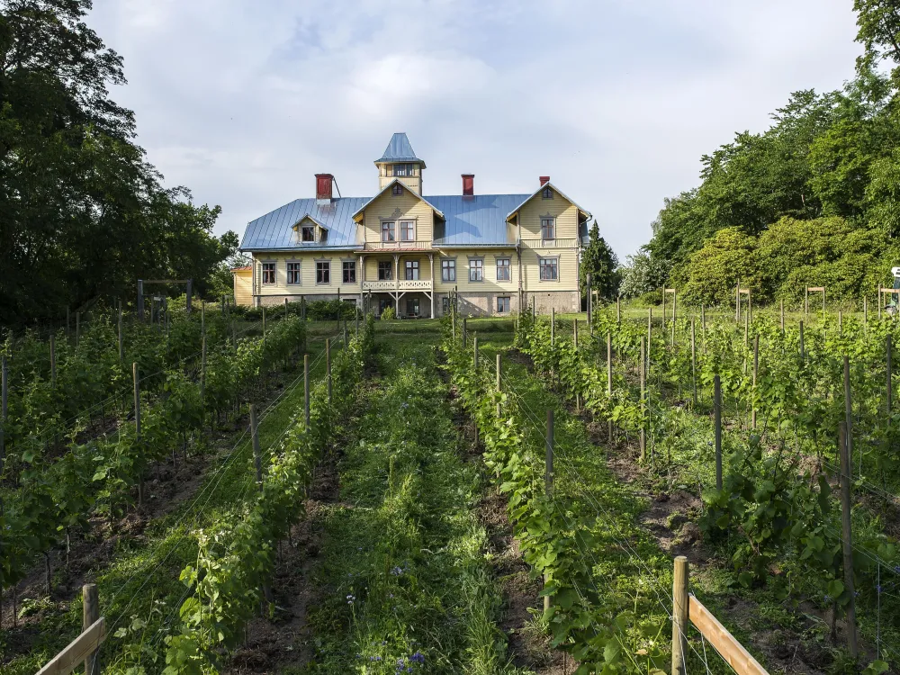 Vingården Stora Boråkra