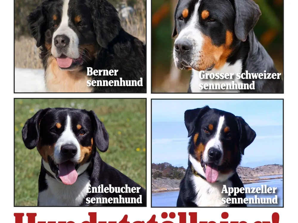 Hundshow - Många vackra hundar i ljuvliga Kristianopel