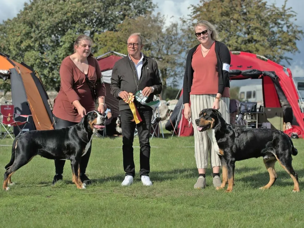Dog Show – Many Beautiful Dogs in Lovely Kristianopel