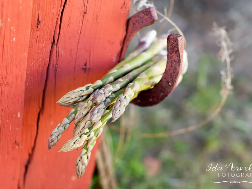 The Coast Road's Asparagus Weekend: Torhamn - Kristianopel