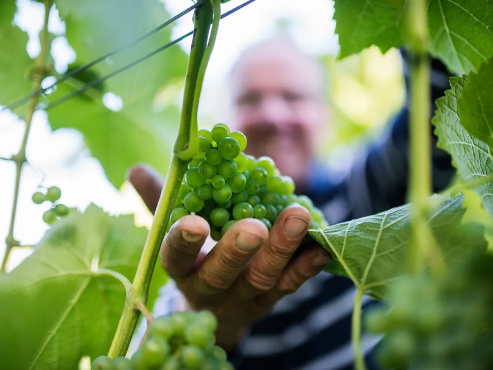 The vineyard Boråkra