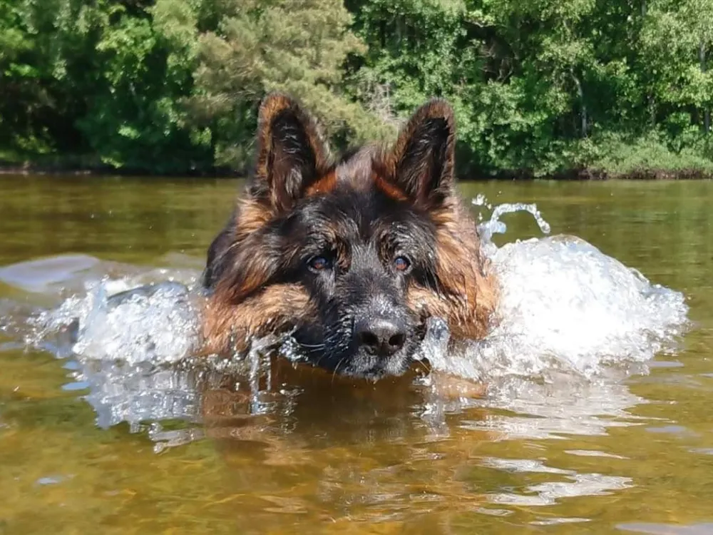 Bathing spots for dogs in Karlskrona