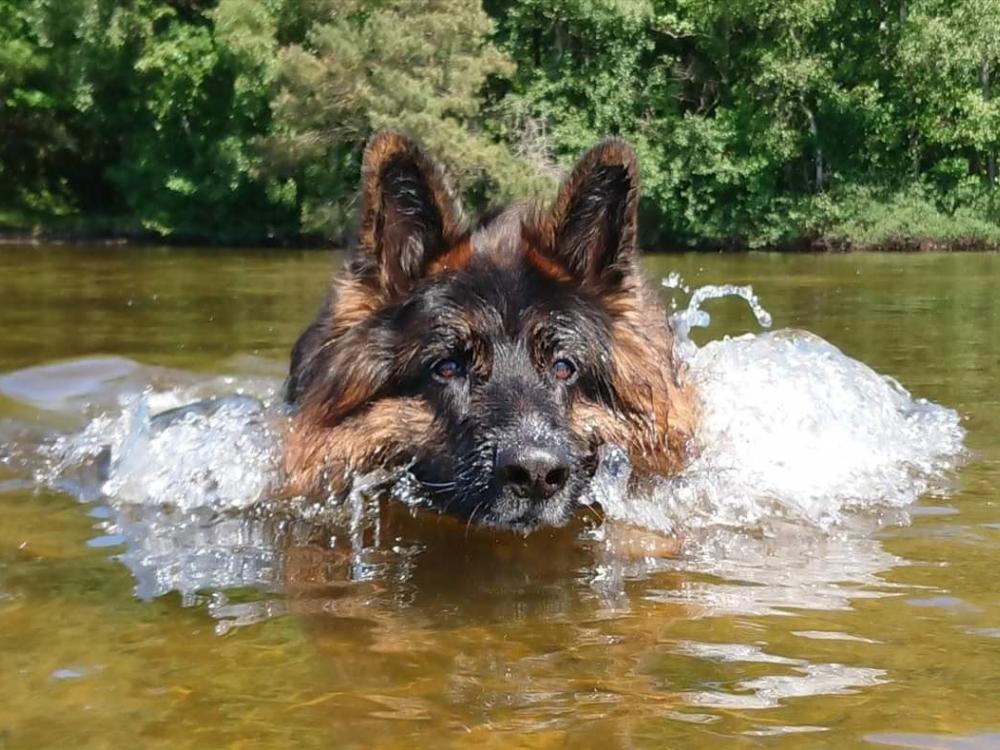 Hund i vattnet