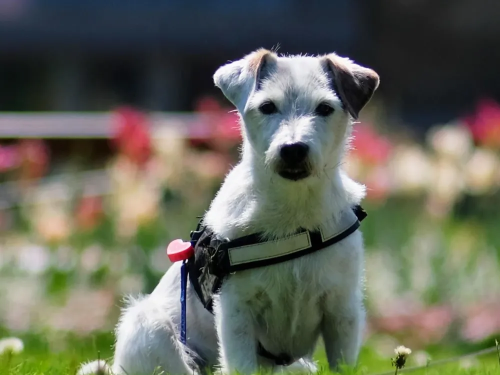 Fenced dog parks in Karlskrona
