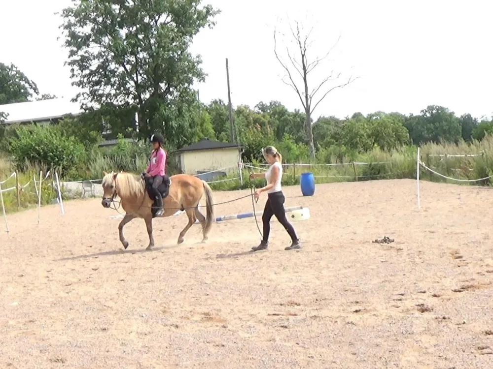 Dance with Horses Pony School