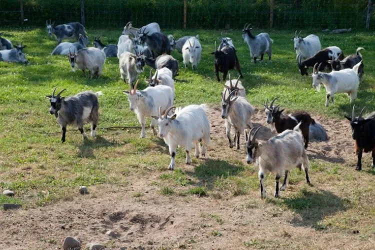 ÄlskaVår hos Orranäs Gårdsmejeri