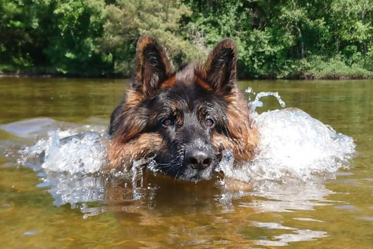 Hund i vattnet
