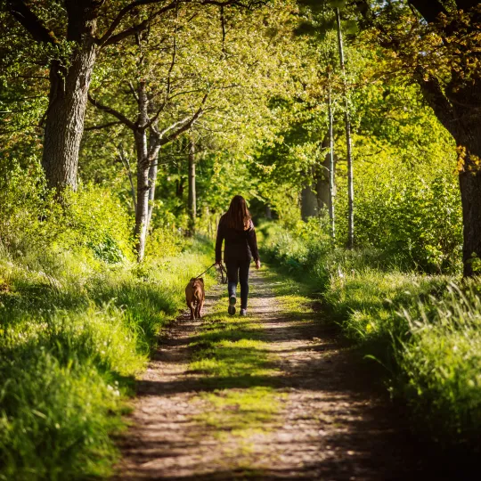 hund på promenad med kvinna